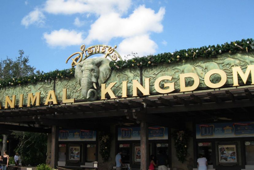 Disney's Animal Kingdom Theme Park with Cassidy Travel