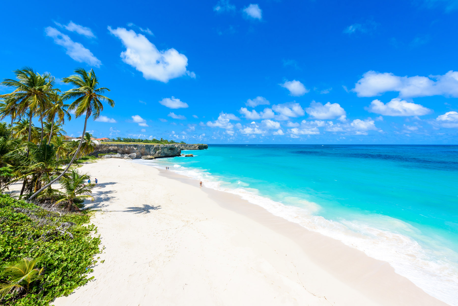 Barbados Holidays - palm tree on beach