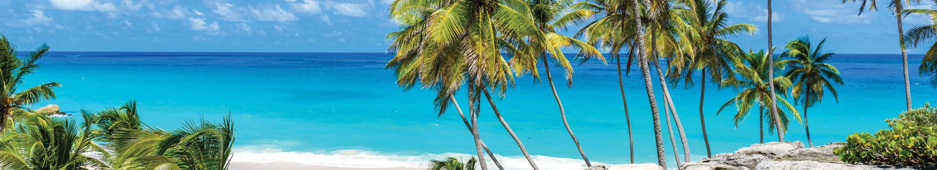 Barbados Holidays - palm tree on beach