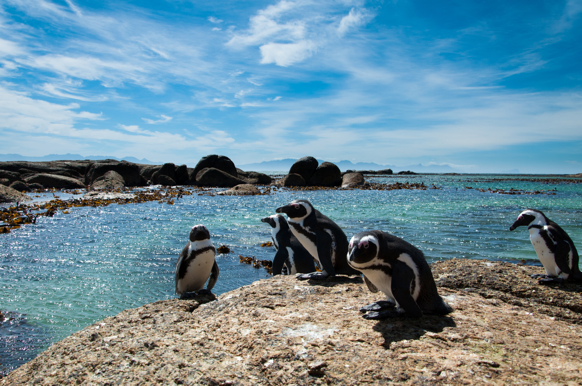 Boulders Beach Cape Town