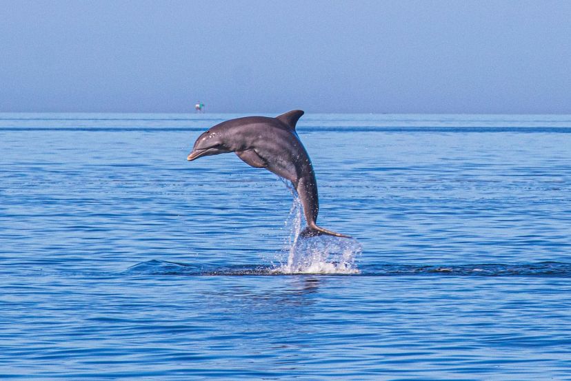 Dolphin & Whale Watching Tours with Cassidy Travel