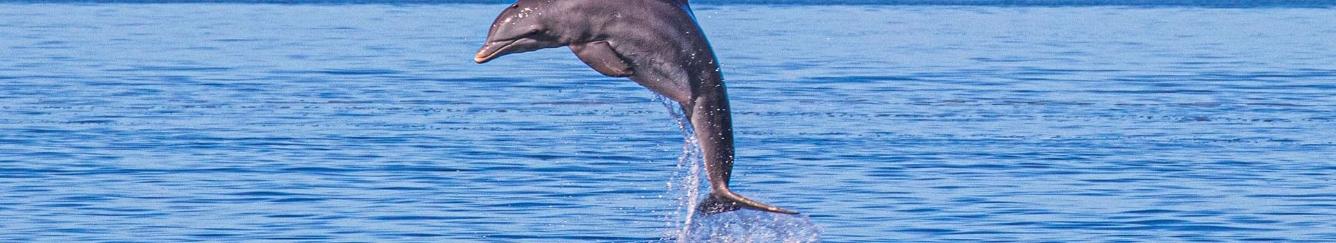 Dolphin & Whale Watching Tours 