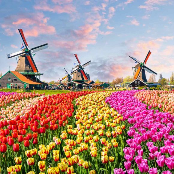 See offers to travel to Netherlands
