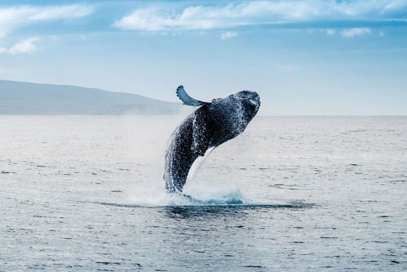 Húsavík with Cassidy Travel