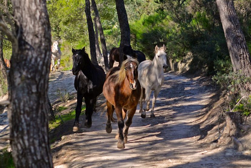 Ibiza Horse Valley with Cassidy Travel
