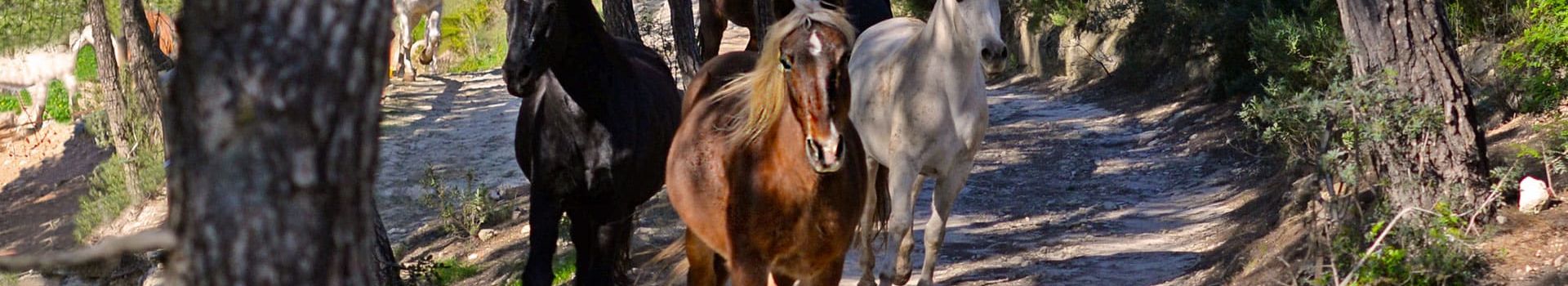 Ibiza Horse Valley