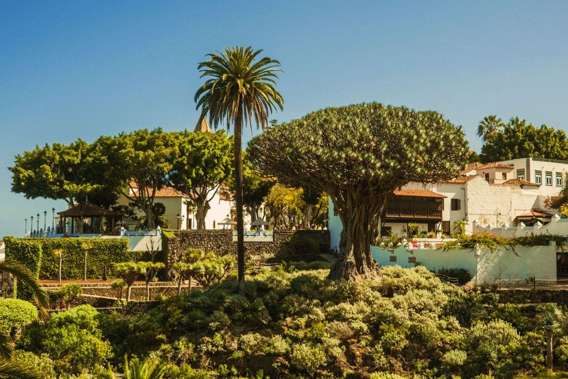 Icod de los Vinos with Cassidy Travel