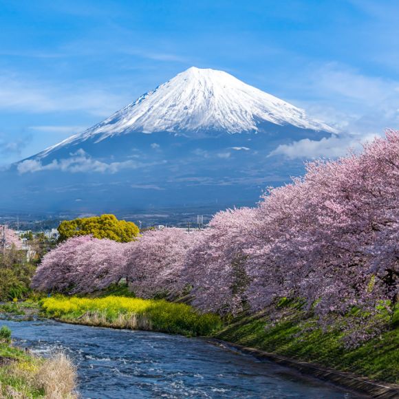 See offers to travel to Japan