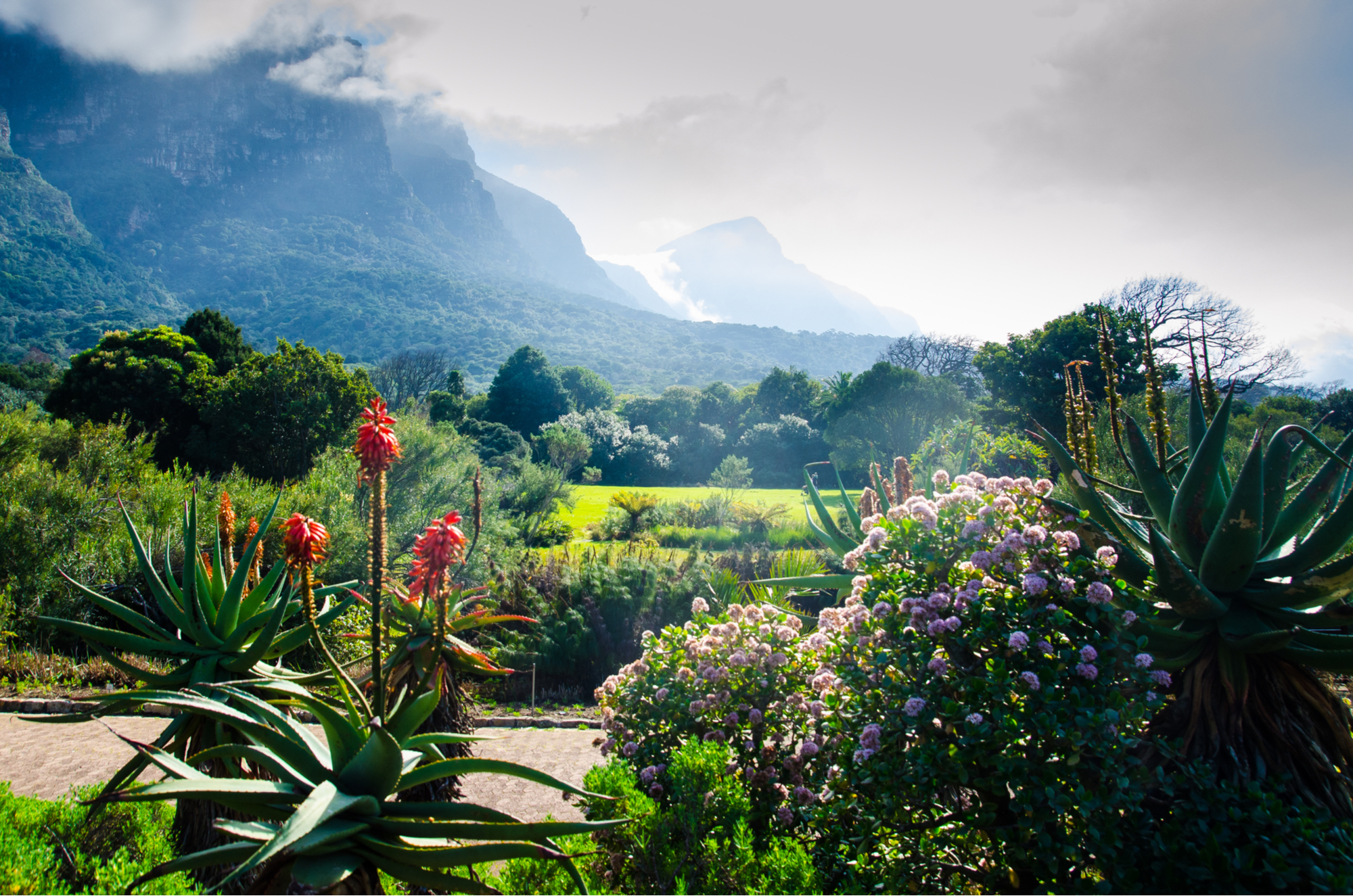 Kirstenbosch Gardens Cape Town