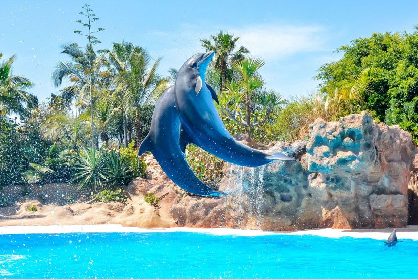 Loro Parque with Cassidy Travel