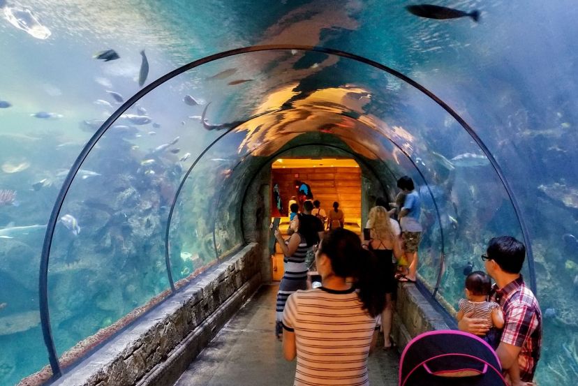 Mandalay Bay Shark Reef Aquarium with Cassidy Travel