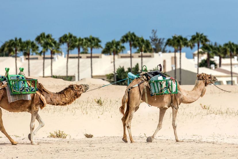 Oasis Park Fuerteventura with Cassidy Travel