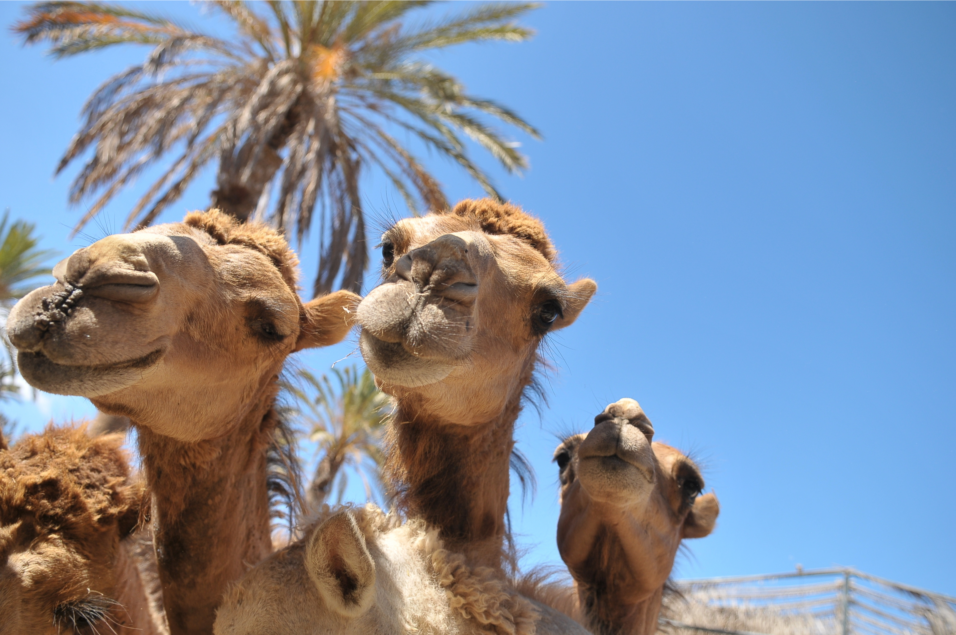 Oasis Park Giraffes