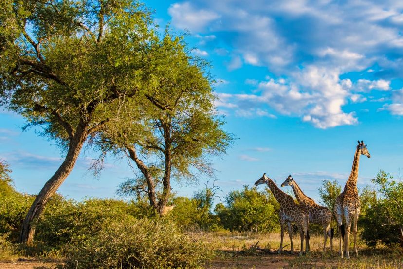 South Africa & Safari