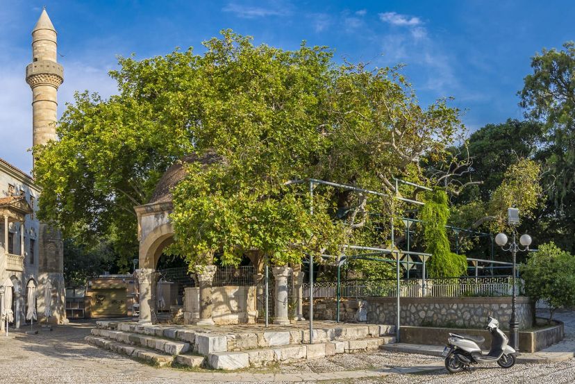 Plane Tree of Hippocrates with Cassidy Travel