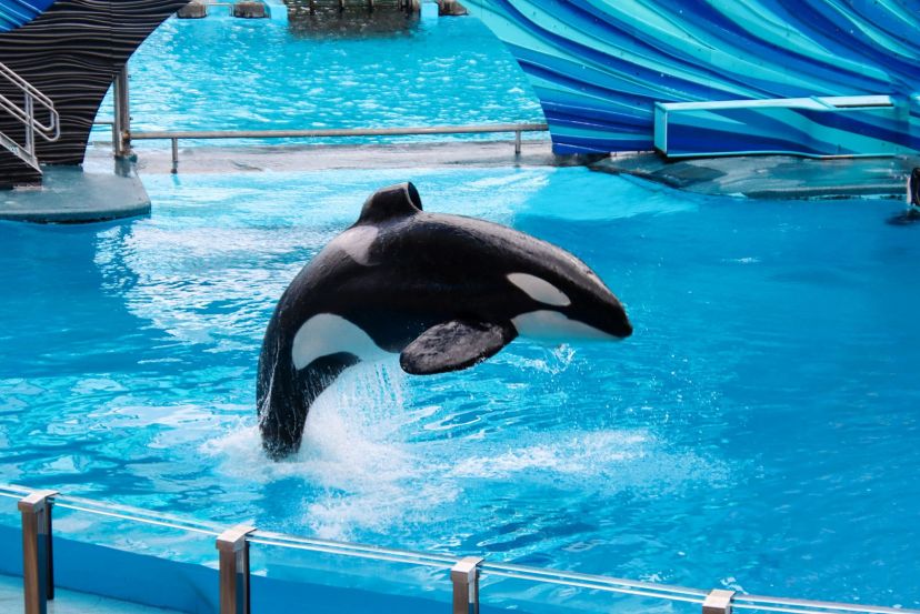 SeaWorld Orlando with Cassidy Travel