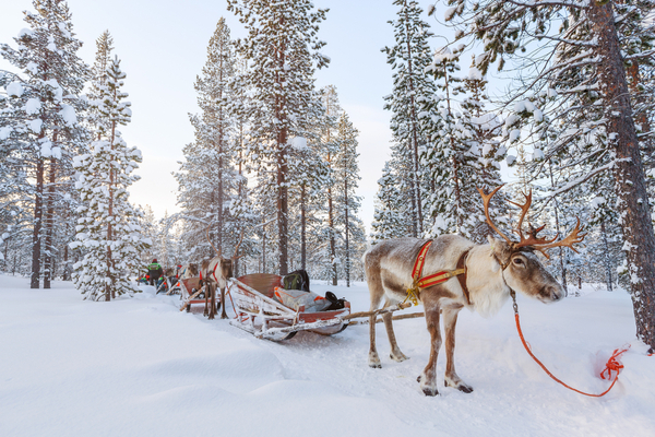 Lapland Reindeer