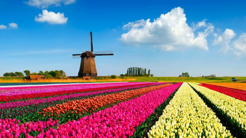 Declan on the Danube Presents: Amsterdam 2027
