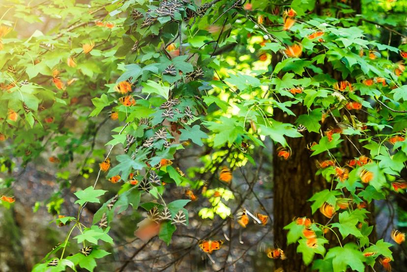 Valley of the Butterflies, Rhodes with Cassidy Travel