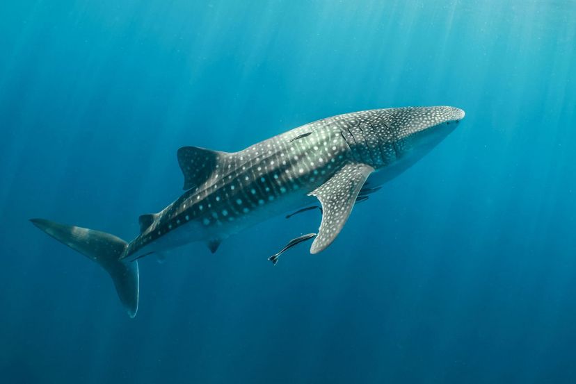 Whale Shark Season (Holbox/Isla Mujeres) with Cassidy Travel
